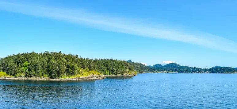 Trees growing on the waterfront